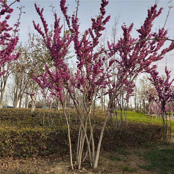 1696768496876284.jpg 紫荊2.jpg