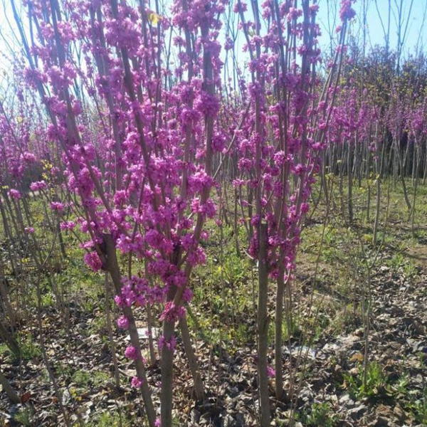 1696768499700853.jpg 紫荊3.jpg