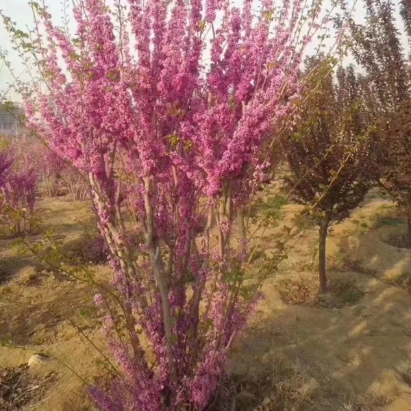 1696768518284163.jpg 紫荊13.jpg
