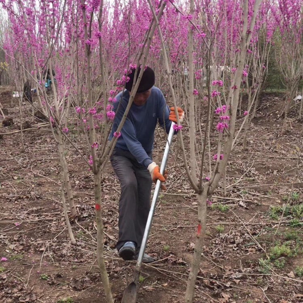 1696768521942179.jpg 紫荊14.jpg
