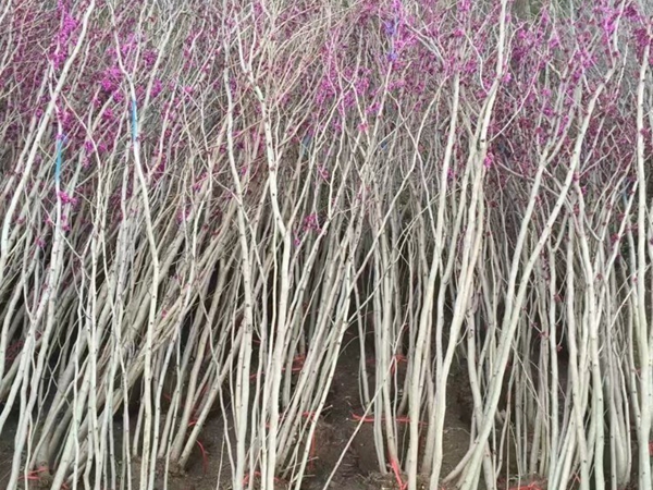 1696768545973065.jpg 紫荊10.jpg