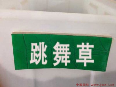 北方能栽種跳舞草嗎？