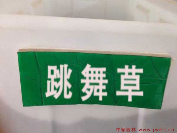 跳舞草.jpg