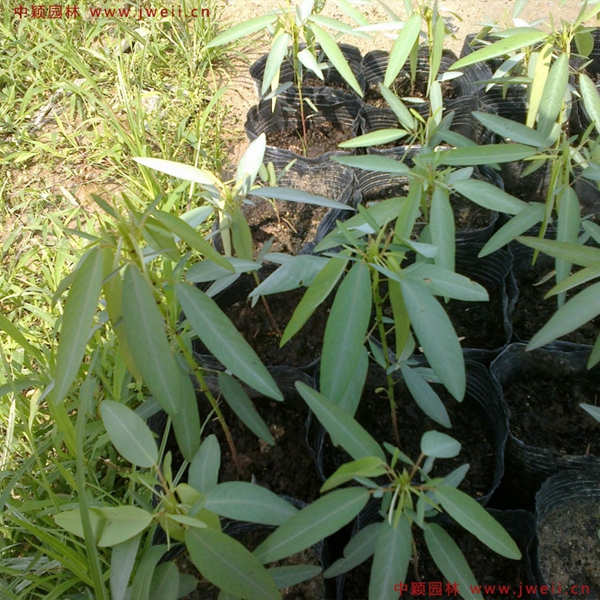 跳舞草3.jpg