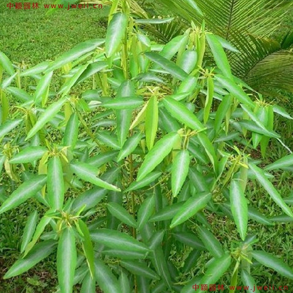 跳舞草4.jpg