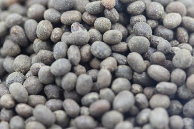 六七月能播種花卉嗎？