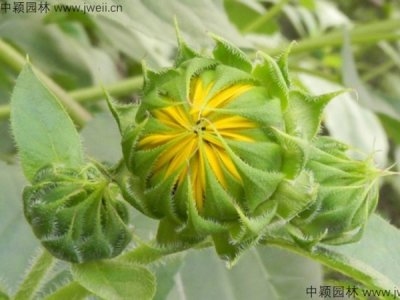 觀賞向日葵的種植技巧