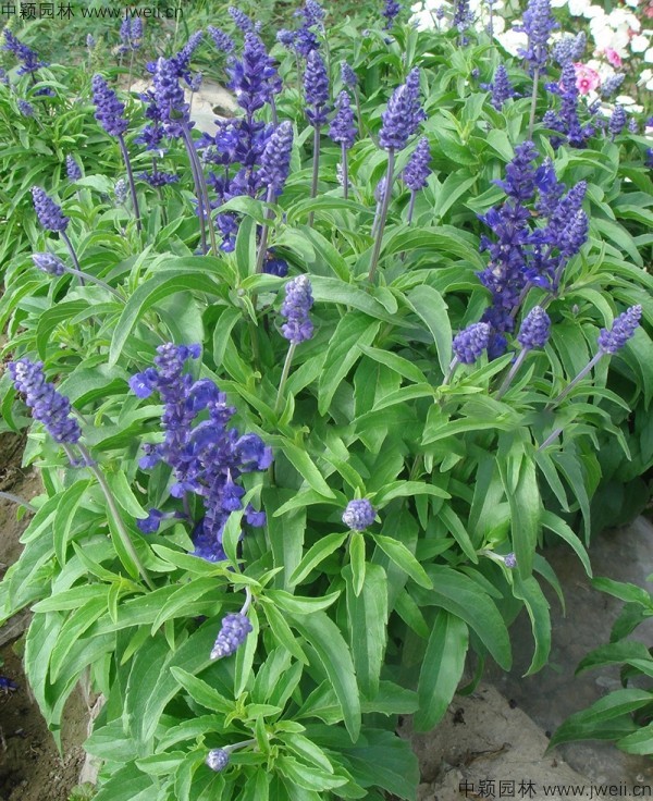藍花鼠尾草7.jpg
