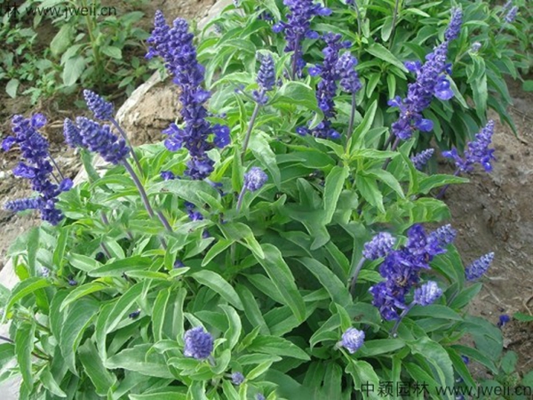 藍花鼠尾草9.jpg