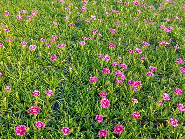 1708492788.jpg 石竹11_副本.jpg