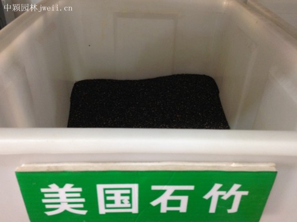 1708777437.jpg 美國石竹.jpg