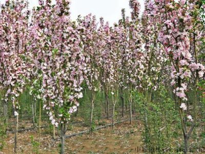 西府海棠什么時候栽植比較好