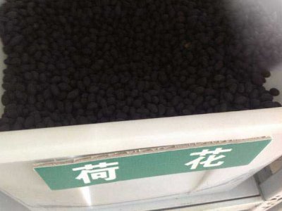 荷花種子