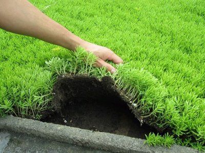 市場上最便宜的佛甲草在哪里？