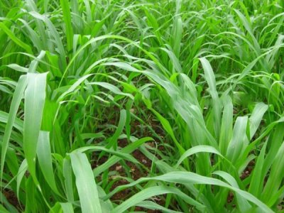 高丹草什么時候種植最好？