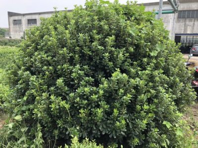 海桐什么時候栽植比較好