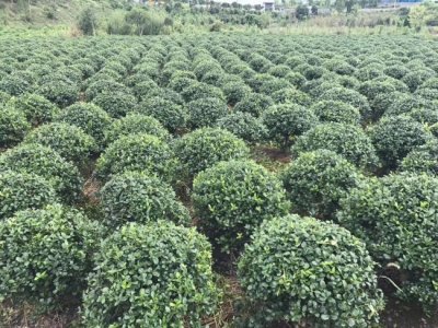 枸骨什么時候栽植比較好？