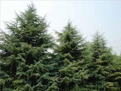 雪松常用的規格有哪些？