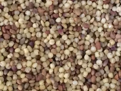 紅三葉種子什么時候播種？