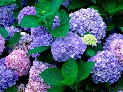 繡球花什么時候栽植比較好？