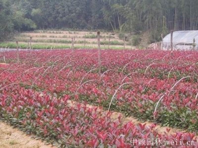石楠什么時候栽植比較好？