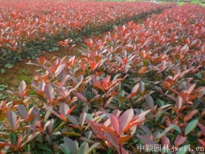 石楠什么時候栽植比較好？