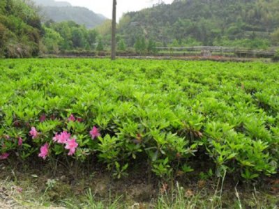 夏鵑多少錢一棵，哪里有賣的
