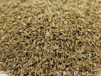 優美早熟禾種子多少錢一斤？