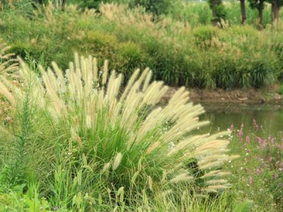 狗尾草能開多長時間的花？