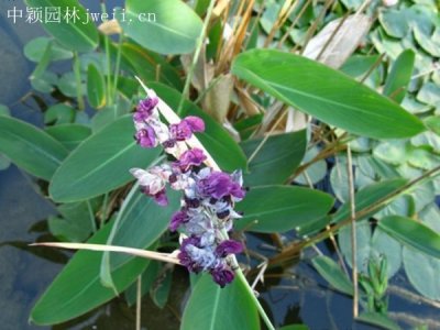 梭魚草什么時候栽植比較好？