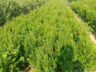 小葉黃楊的規格都有哪些？