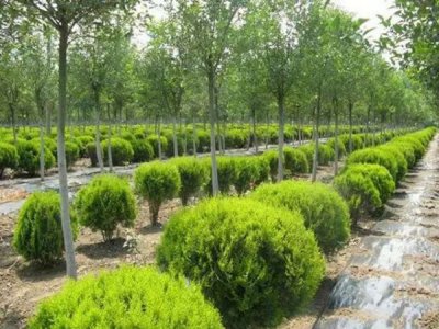 灑金柏常用的規格有哪些