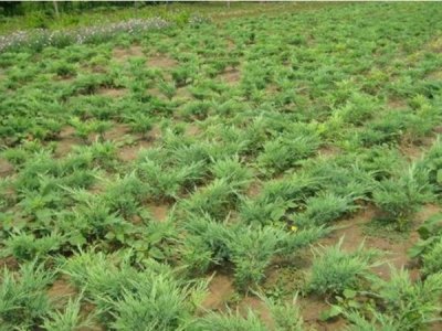 沙地柏什么時候栽植比較好？