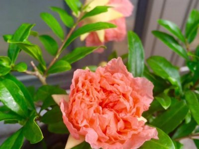花石榴什么時候栽植比較好？