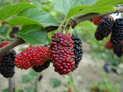 桑樹什么時候栽植比較好？