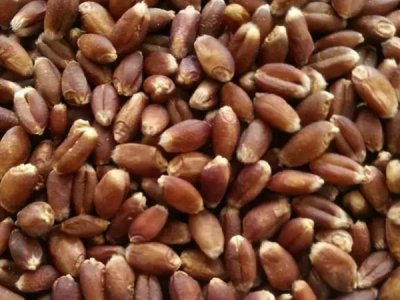 黑小麥種子批發價格