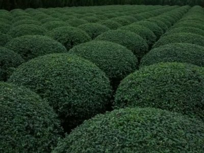 小葉女貞什么時候栽植比較好？