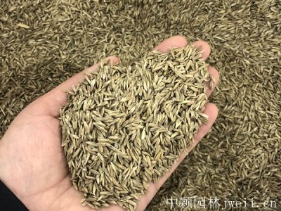 優質多年生黑麥草種子 黑麥草種子批發價格