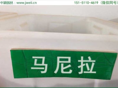 馬尼拉草坪種子，有什么特點？