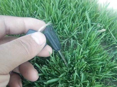 馬尼拉可以和黑麥草混播嗎？