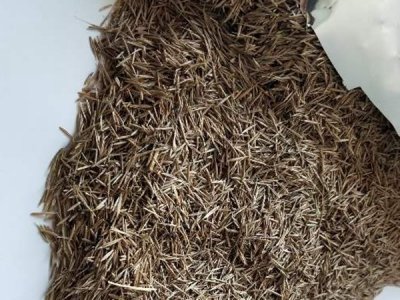 鼠茅草的種植技術