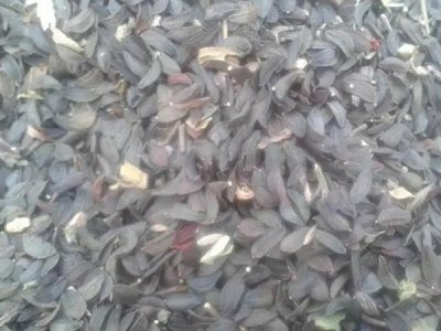 優質的苦荬菜種子是什么價格？