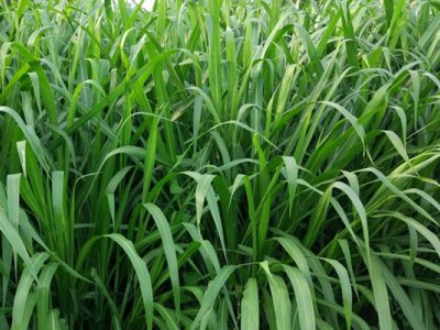 兔子能吃皇竹草嗎？