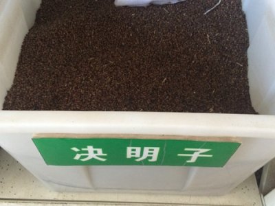 湖南適合種植天堂草嗎？
