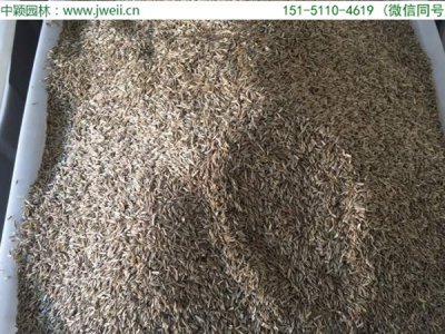 華東哪里有賣天堂草種子的？