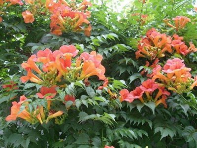 凌霄花種子播種方法