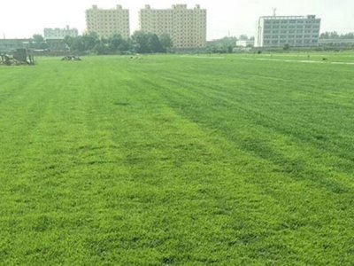 果嶺草每畝播種多少公斤？