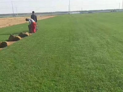 山東適合種植果嶺草嗎？