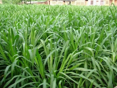 皇竹草寧夏能種嗎？