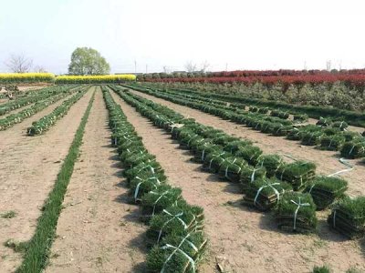 山東適合種植天堂草嗎？